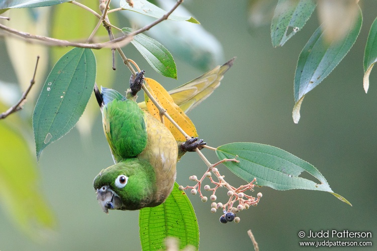 Olive-throated Parakeet, Pico Bonito Lodge, Honduras